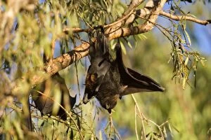 Images Dated 20th June 2008: Little Red Flying-Fox - adult roosts in a colony in the trees during the day