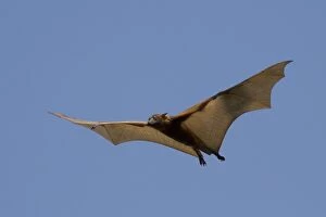 Little Red Flying Fox in flight at Elliot Northern Te