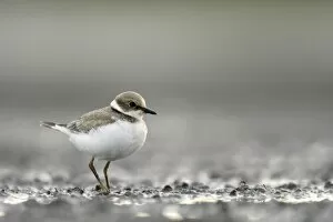 Images Dated 29th August 2006: Little Ringed Plover
