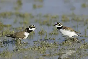 Confronation Prints: Little Ringed Plover- 2 males fighting in lake, Neusiedler See NP, Austria