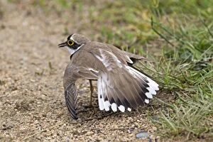 Bulgaria Gallery: Little Ringed Plover - adult faking injury to distract