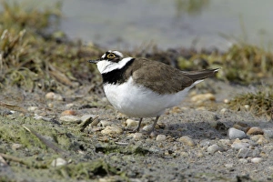 Little Ringed Plover - alert to bird of prey flying overhead Little Ringed Plover - alert to bird of prey flying overhead