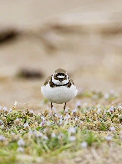 Images Dated 2nd April 2009: Little Ringed Plover on beech among spring flowers