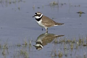 Little Ringed Plover - birds reflection in lake