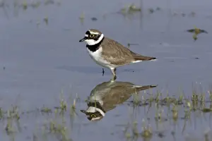 Little Ringed Plover- bird's reflection in lake, Neusiedler See NP, Austria