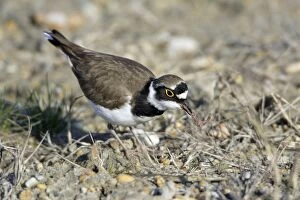 Little Ringed Plover - with caught worm