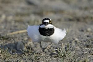 Little Ringed Plover - frontal view, male displaying to female
