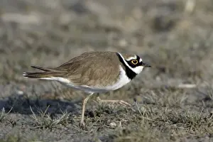 Coursthip Prints: Little Ringed Plover- male displaying to female, Neusiedler See NP, Austria
