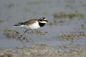 Little Ringed Plover - male displaying to female