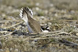 Coursthip Prints: Little Ringed Plover- male displaying to female in nest depression