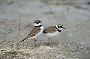 Images Dated 23rd June 2005: Little Ringed Plover - pair courtship displaying