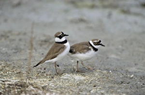 Little Ringed Plover - male displaying to female