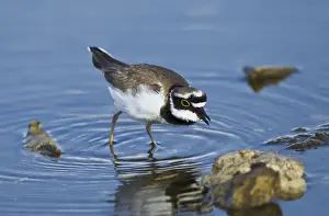 Plovers Prints: Little-ringed Plover - searching for food - April - Cyprus