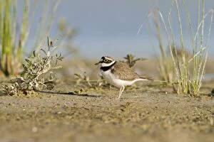 Images Dated 9th May 2011: Little Ringed Plover - walking on shore