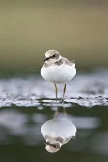 Little Ringed Plover - In winter plumage