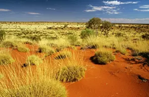 Little Sandy Desert Western Australia JLR02973