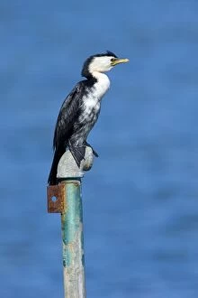 Images Dated 24th January 2008: Little Shag - sitting on an old pipe looking out