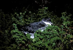 Shearwater Prints: Little shearwater