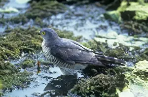 Sparrowhawk Prints: Little Sparrowhawk