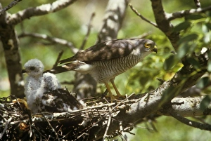 Sparrowhawk - with young at nest