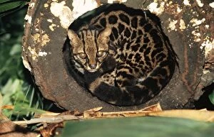 Images Dated 16th December 2004: Little Spotted Cat Curled up. Costa Rica to North Argentina