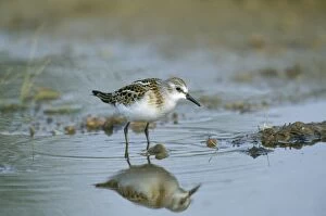 Images Dated 3rd June 2010: Little Stint