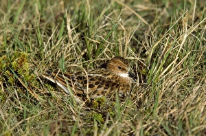 Images Dated 3rd June 2010: Little Stint
