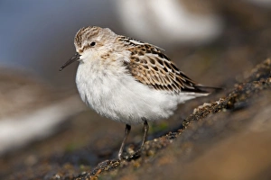 Images Dated 24th September 2007: Little Stint - on the shore