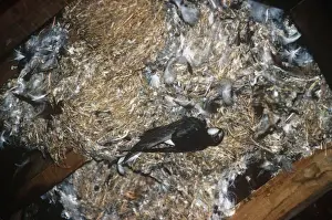 Swift Prints: Little Swift - entering nest
