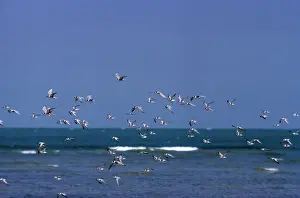 Little Tern