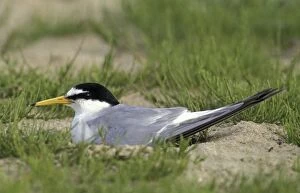 Little Tern - Adult breeding