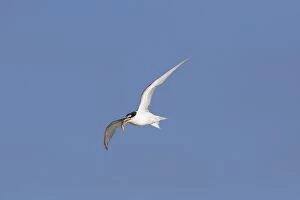Tern Gallery: Little Tern - adult tern in flight - Germany