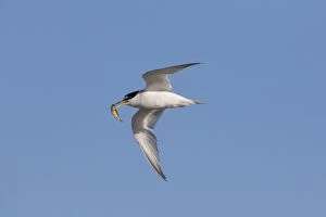 3 Gallery: Little Tern - adult tern in flight - Germany