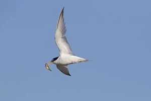 7 Gallery: Little Tern - adult tern in flight - Germany