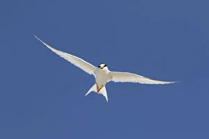 Little Tern - adult tern in flight - Germany Date: 19-Jun-18