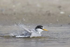 Tern Gallery: Little Tern - bathing tern - Germany