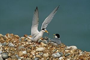 Images Dated 1st September 2011: Little Tern - courtship feeding - June - Rye - Kent - UK