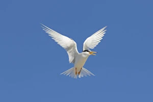 Images Dated 7th August 2020: Little Tern flight 07