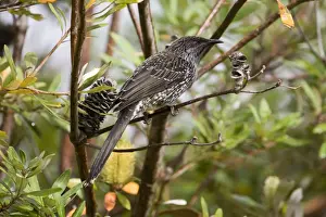 Little Wattlebird At Walkerville North Camping Ground, by the ocean, southern Victoria, Australia