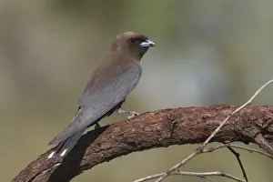Woodswallows Prints: Little Woodswallow At Phillips Range, Gibb River Road, Kimberley, Western Australia