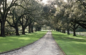 Images Dated 12th September 2007: Live Oak Trees - avenue South Carolina, USA