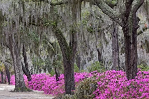 Images Dated 1st January 2022: Live oak trees draped in Spanish moss and azaleas in full bloom in spring, Bonaventure Cemetery