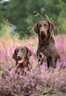Liver Flat-coated Retriever Dogs
