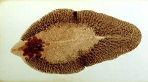 Images Dated 2nd March 2010: Liver Fluke, microscope slide preparation of the whole animal