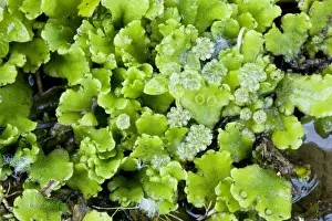 Greek Prints: A liverwort - in damp shady place. Greece