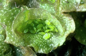 Images Dated 23rd September 2008: Liverwort - showing Gemma / Gemmae cups UK