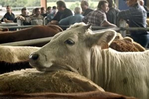 LIVESTOCK - Cattle in pen