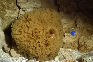 Living Sponge
