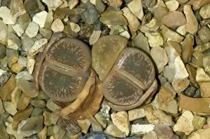 Living Stones