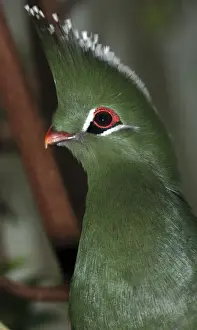 Livingstone's Turaco- forests Tanzania